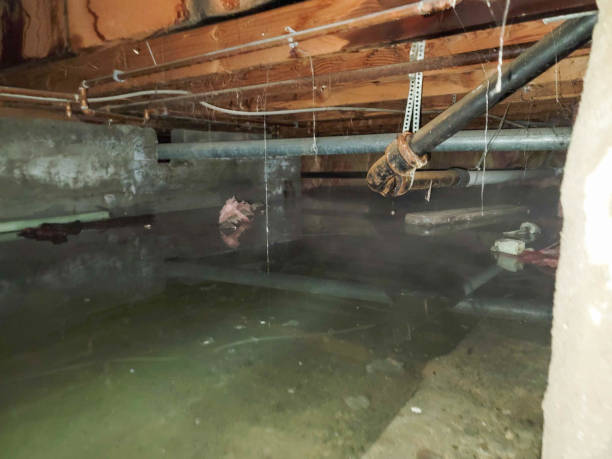 Best Flood restoration services  in Riverside, UT